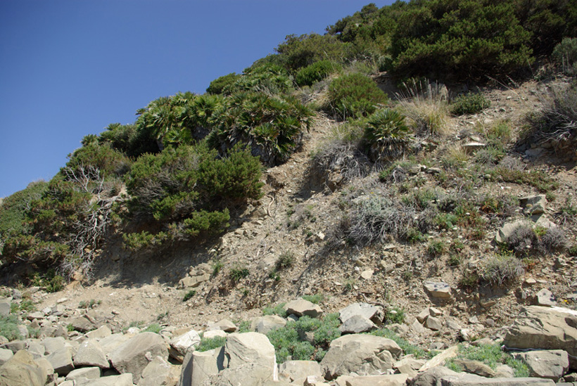 Chamaerops humilis: una nuova stazione